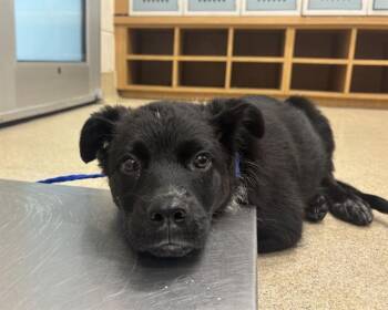 Australian Cattle Dog Blue Heeler and Mixed Breed Dogs Available for Adoption in Grand Prairie, Texas - FREDINA | PetCurious