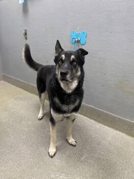 German Shepherd Dog Dogs Available for Adoption in Las Vegas, Nevada - DUMUZID | PetCurious