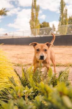 Hannah -  Mixed Breed Dog for Adoption in Newberg, Oregon - Hannah | PetCurious