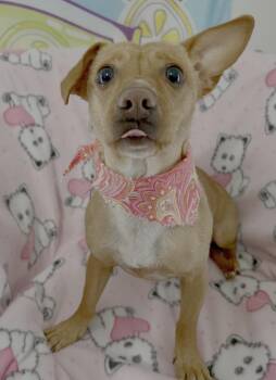 Chihuahua Dogs Available for Adoption - Coco | PetCurious