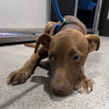 Toast -  Shepherd and Labrador Retriever Dog for Adoption in Tampa, Florida - Toast | PetCurious