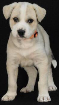 Husky Dogs Available for Adoption in Newland, North Carolina - Omen | PetCurious