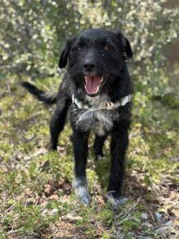 McFlurry -  Terrier and Schnauzer Dog for Adoption in Eagle, Colorado - McFlurry | PetCurious