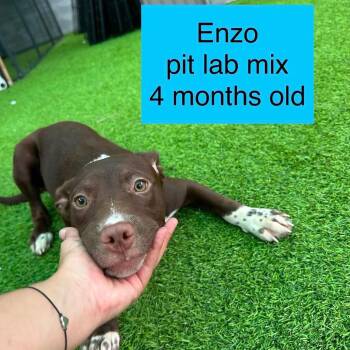 Enzo -  Pit Bull Terrier and Chocolate Labrador Retriever Dog for Adoption in Tampa, Florida - Enzo | PetCurious