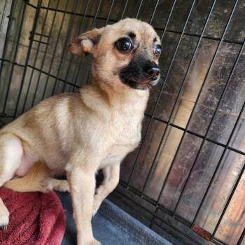 Frank -  Chihuahua and Mixed Breed Dog for Adoption in Birmingham, Alabama - Frank | PetCurious