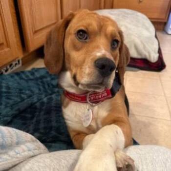 Suede -  Beagle Dog Available for Adoption in Nowata, Oklahoma - Suede | PetCurious