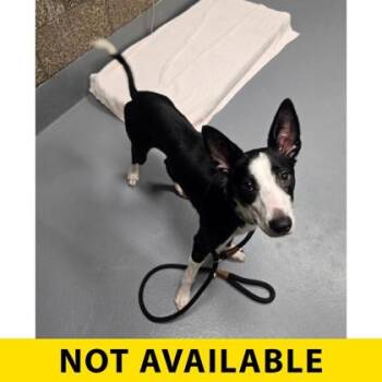 Tessa -  Border Collie and Mixed Breed Dog for Adoption in Eugene, Oregon - Tessa | PetCurious
