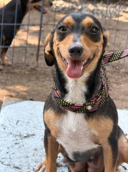 Chaparrita -  Dachshund and Manchester Terrier Dog for Adoption in Ramona, California - Chaparrita | PetCurious