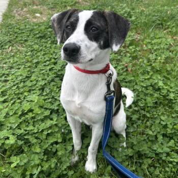 Terrier Dogs Available for Adoption in Washington, District Of Columbia - Disco Puppy: Macho Man Max | PetCurious