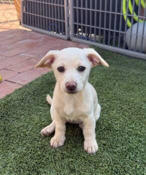 Soda Pop -  Dachshund and Chihuahua Dog for Adoption in San Diego, California - Soda Pop | PetCurious