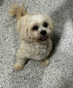 Julie -  Lhasa Apso Dog for Adoption in Antwerp, Ohio - Julie | PetCurious