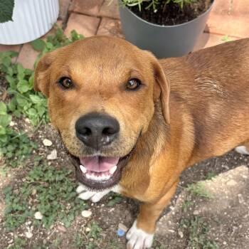 George -  Black Mouth Cur and Hound Dog for Adoption in Boerne, Texas - George | PetCurious