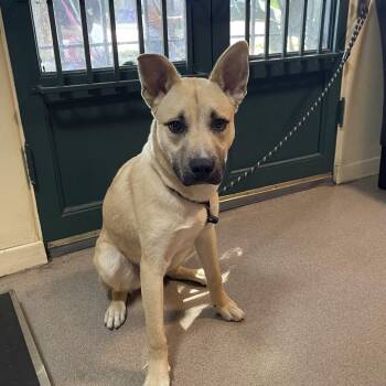 Shepherd Dogs Available for Adoption - Koda | PetCurious