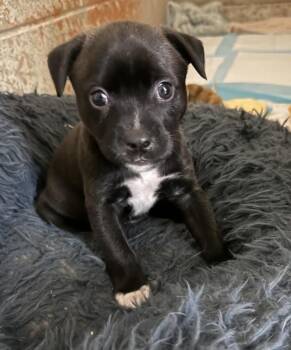 Pit Bull Terrier and Mixed Breed Dogs Available for Adoption in Warr Acres, Oklahoma - Petunia | PetCurious