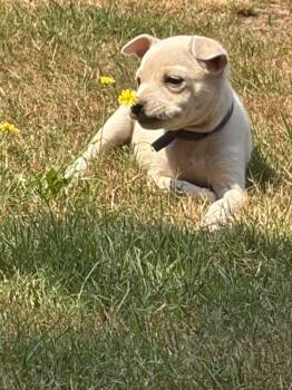 Florance -  Chihuahua Dog for Adoption in Vancouver, Washington - Florance | PetCurious