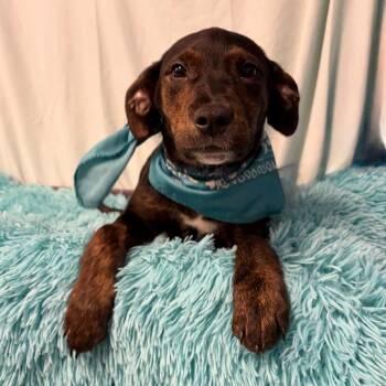Mixed Breed Dogs Available for Adoption in Canal Winchester, Ohio - Sunflower | PetCurious