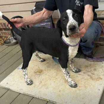 Samuel -  Mixed Breed Dog for Adoption - Samuel | PetCurious