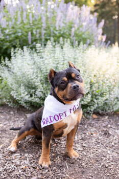 Rescue Pit Bull Terrier Dogs for Adoption in Crete, Illinois - Kirby | PetCurious