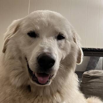Sunny -  Great Pyrenees Dog for Adoption in Brentwood, Tennessee - Sunny | PetCurious