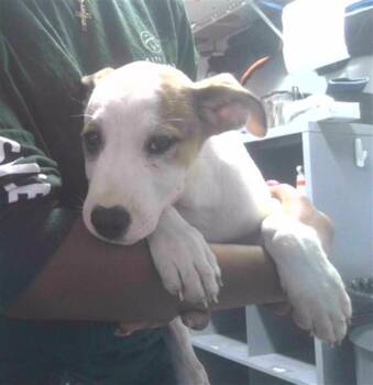 American Staffordshire Terrier and Mixed Breed Dogs Available for Adoption in Tallahassee, Florida - BADGER | PetCurious