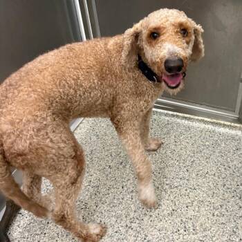 Kross -  Yellow Labrador Retriever and Poodle Dog for Adoption - Kross | PetCurious