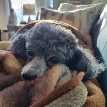 Bijou -  Miniature Poodle Dog for Adoption in Dover, New Hampshire - Bijou | PetCurious