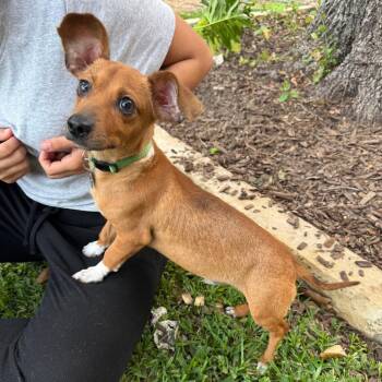 Dachshund and Chihuahua Dogs Available for Adoption in San Antonio, Texas - Chico | PetCurious