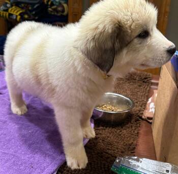 Watermelon -  Great Pyrenees Dog for Adoption in Larkspur, Colorado - Watermelon | PetCurious