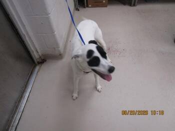 Daisy(856) -  Pointer and Border Collie Dog for Adoption in Marietta, Georgia - Daisy(856) | PetCurious