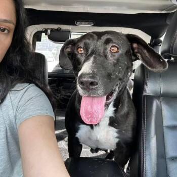 Labrador Retriever Dogs Available for Adoption in Oak Ridge North, Texas - Selena | PetCurious