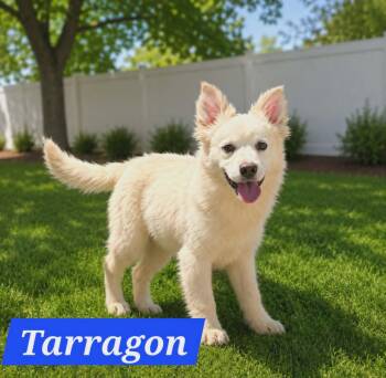 Tarragon -  Australian Shepherd Dog for Adoption in Minneapolis, Minnesota - Tarragon | PetCurious