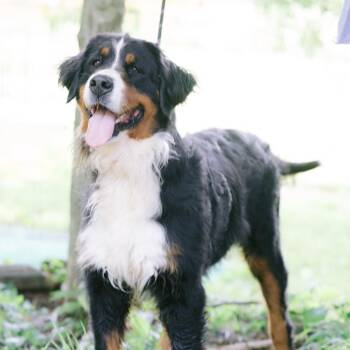Riley -  Bernese Mountain Dog Dog for Adoption in Zionsville, Indiana - Riley | PetCurious