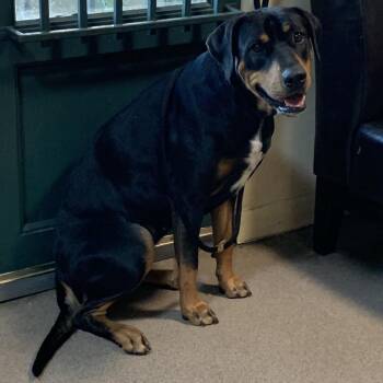 Shelly -  Rottweiler and Mixed Breed Dog for Adoption in Pasadena, California - Shelly | PetCurious