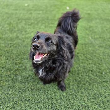 Fiona -  Chiweenie and Spaniel Dog for Adoption in Snyder, Texas - Fiona | PetCurious