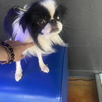Willow -  Japanese Chin Dog for Adoption in Cushing, Oklahoma - Willow | PetCurious