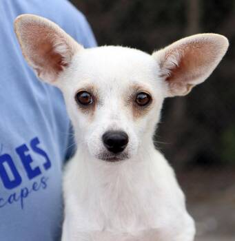 Orchid (AO37169) -  Chihuahua Dog for Adoption in Kansas City, Kansas - Orchid (AO37169) | PetCurious