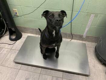 PRESTO -  Labrador Retriever and Mixed Breed Dog for Adoption in Grand Prairie, Texas - PRESTO | PetCurious
