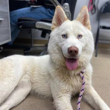 SUNDAE -  Husky Dog for Adoption in Aurora, Colorado - SUNDAE | PetCurious