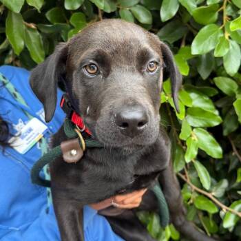 Labrador Retriever and Belgian Shepherd Malinois Dogs Available for Adoption in Goleta, California - Cooper | PetCurious