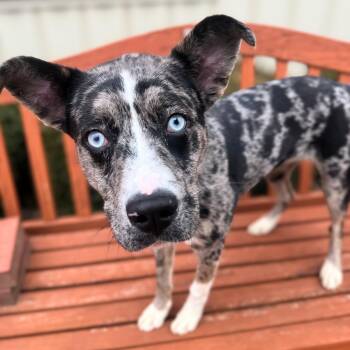 Australian Shepherd Dogs Available for Adoption - Calamity | PetCurious