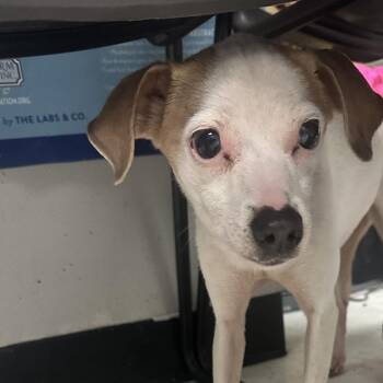 Zaddie -  Mixed Breed Dog for Adoption in Davenport, Iowa - Zaddie | PetCurious