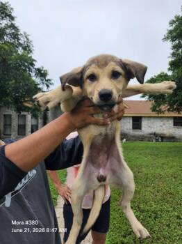 CREAM -  American Staffordshire Terrier Dog for Adoption in San Antonio, Texas - CREAM | PetCurious