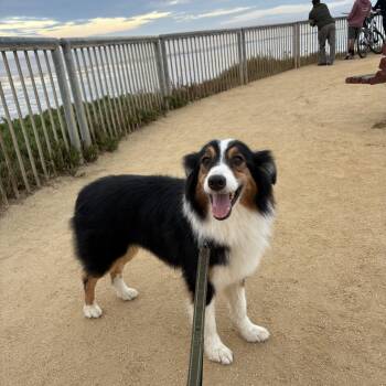 Roofus -  Border Collie Dog for Adoption in Reedley, California - Roofus | PetCurious