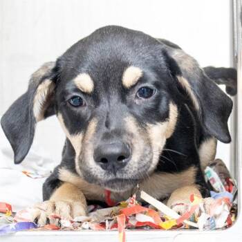 MARIA -  German Shepherd Dog and Mixed Breed Dog for Adoption in St. Louis, Missouri - MARIA | PetCurious