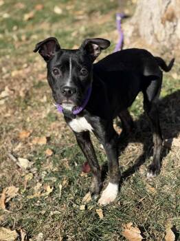 Rescue Pit Bull Terrier and Mixed Breed Dogs for Adoption in Springfield, Illinois - Leon | PetCurious