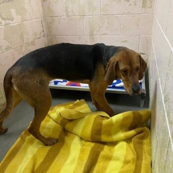 Charlotte -  Coonhound Dog for Adoption in Owosso, Michigan - Charlotte | PetCurious
