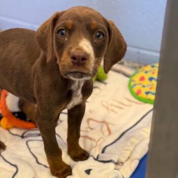 Dalmatian and Redbone Coonhound Dogs Available for Adoption - Rasta | PetCurious