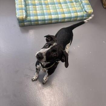 Mixed Breed Dogs Available for Adoption in Roanoke, Virginia - Freckles | PetCurious