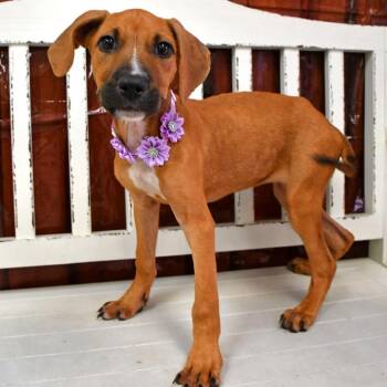 Johanna -  Terrier Dog for Adoption in Beaumont, Texas - Johanna | PetCurious