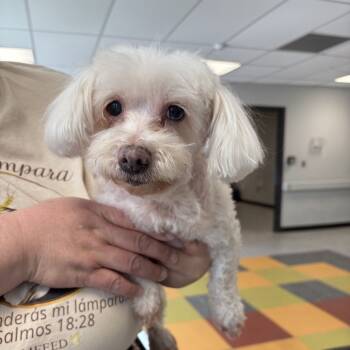 Rescue Maltese Dogs for Adoption in Sinking Spring, Pennsylvania - Linnie Fka Suzi | PetCurious